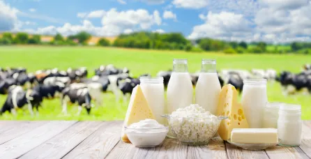 Dairy products on a wooden table with dairy cows in a pasture in the background