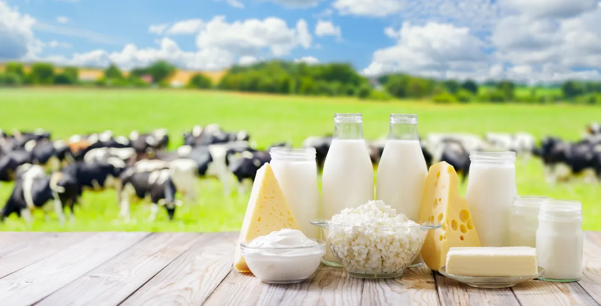 Dairy products on a wooden table with dairy cows in a pasture in the background